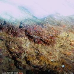 UW abstract photographed in Gubal, Red Sea. Depth 0.20m. ... by Dan Ashkenasi 